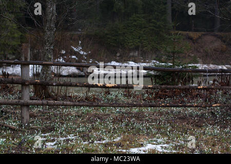 Holz- Hecke in der Nähe Berge Wald Fluss mit unter blühenden Schneeglöckchen und Krokus Blumen Stockfoto