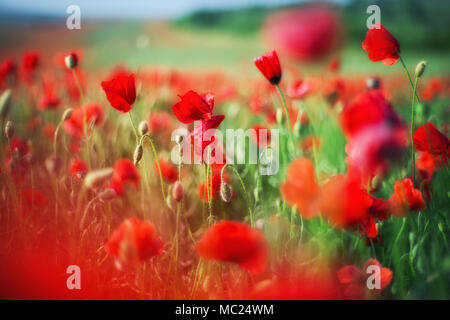 Bereich der hellen roten Mohn Blumen im Sommer Gras Stockfoto