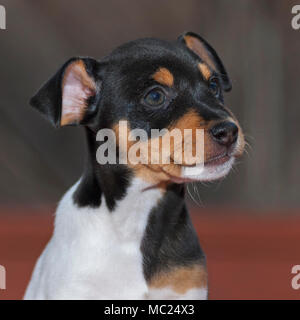 Grinsend Grizzly, 6 Woche alt toy Fox Terrier Welpen Portrait mit dummen Ausdruck Stockfoto