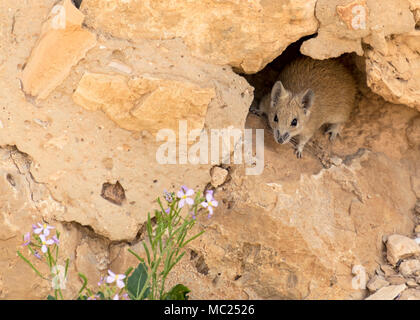 Eine goldene stacheligen Maus in Masada, Israel zu einem Wildflower suchen Stockfoto