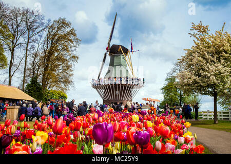 Dekorative Windmühle in Keukenhof Park. Touristen wandern in der Blüte bunte Tulpen Feld Stockfoto