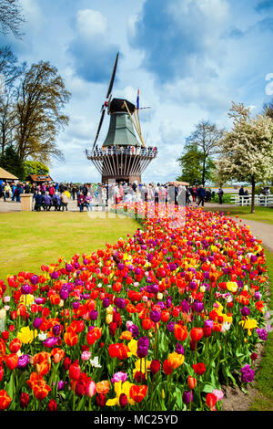 Dekorative Windmühle in Keukenhof Park. Touristen wandern in der Blüte bunte Tulpen Feld Stockfoto