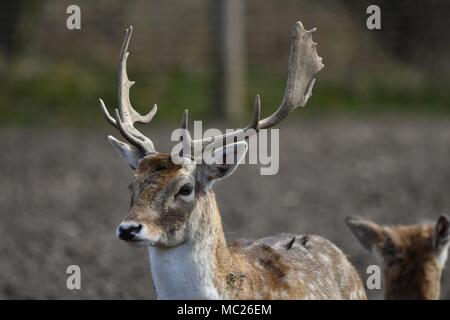 Das damwild (Dama Dama) ist ein wiederkäuer Säugetier aus der Familie der Cervidae. Dieser gemeinsame Art ist heimisch in Europa Stockfoto