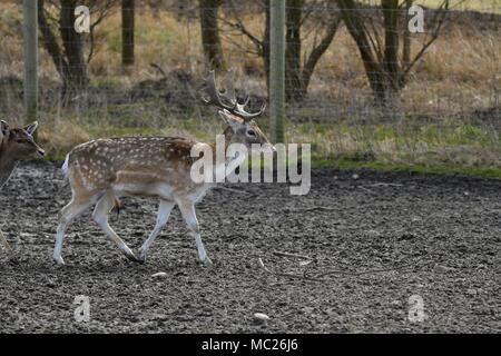 Das damwild (Dama Dama) ist ein wiederkäuer Säugetier aus der Familie der Cervidae. Dieser gemeinsame Art ist heimisch in Europa Stockfoto