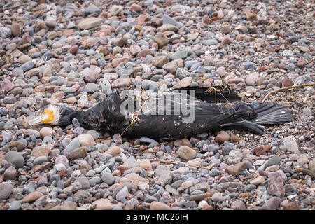 Ein toter Kormoran (Phalacrocorax carbo) gewaschen und liegen auf einem felsigen Strand im Südwesten Schottlands. Stockfoto