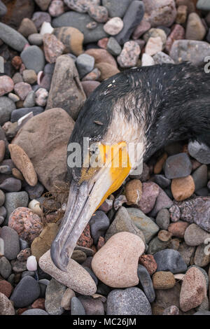 Nahaufnahme der Kopf einer toten Kormoran (Phalacrocorax carbo) liegt auf einer felsigen Strand im Südwesten Schottlands. Stockfoto