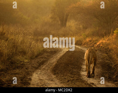 Löwe auf der Straße am Morgen, Nairobi Nationalpark, Kenia Stockfoto