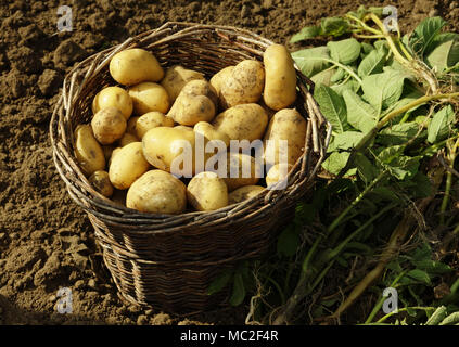 Ernte Kartoffeln aus der Küche Garten (Suzanne's Garden, Mayenne, Pays de la Loire, Frankreich). Stockfoto