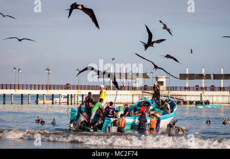 Ein morgen fischen Markt in der Stadt von Puerto Lopez, Ecuador. Fischer tragen Eimer Fisch an Land als schwarze Krähen und Vögel versuchen Fische zu ergreifen. Stockfoto