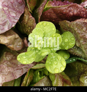 Ein portulak Pflanze wächst in der Mitte von Kopfsalat (französisch: "Rouge Grenobloise"). Suzanne Gemüsegarten; Le Pas; Mayenne, Pays de la Loire; Stockfoto