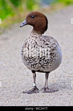 Australische Holz Ente (chenonetta jubata) männlich, Großbritannien Stockfoto