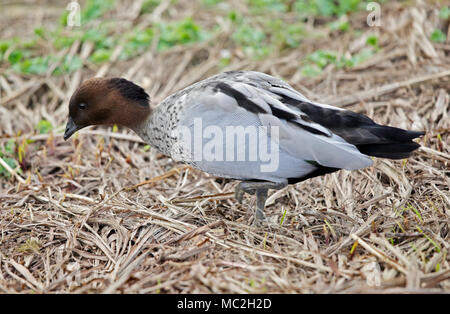 Australische Holz Ente (chenonetta jubata) männlich, Großbritannien Stockfoto