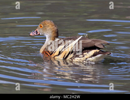 Ente/Plumed eytons Pfeifen Pfeifen Ente (dendrocygna eytoni), Großbritannien Stockfoto