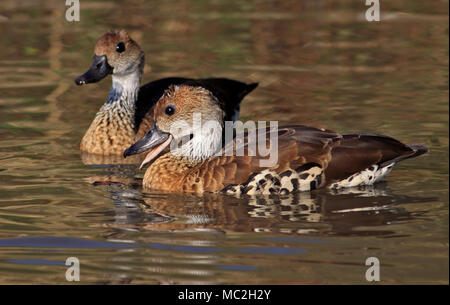 Kubanische Pfeifen Enten (dendrocygna arborea) Stockfoto