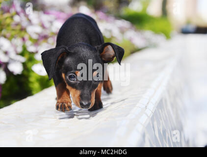 Prag Ratter Welpen Stockfoto