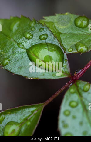Wassertropfen auf neue Blätter im Frühling Stockfoto