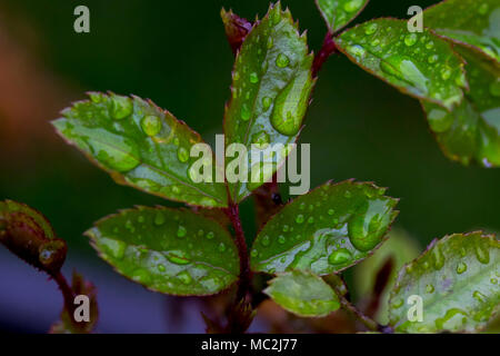 Wassertropfen auf neue Blätter im Frühling Stockfoto
