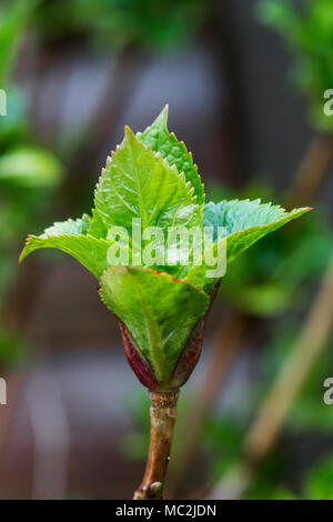 Öffnen Hortensie Blume Knospe im Frühling Garten, grün und frisch gebadet im Sonnenlicht Stockfoto