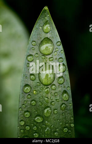 Blatt mit Wassertropfen Stockfoto