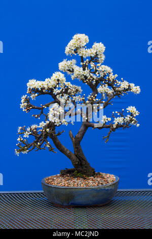 Eine atemberaubende Blackthorn bonsai Prunus spinosa eine Art der Pflanze in der Familie der Rosengewächse Rosaceae. Versenkt in einem Erin Keramik Topf mit einem kostenlosen Drai Stockfoto