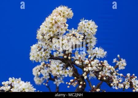 Eine atemberaubende Blackthorn bonsai Prunus spinosa eine Art der Pflanze in der Familie der Rosengewächse Rosaceae. Versenkt in einem Erin Keramik Topf mit einem kostenlosen Drai Stockfoto