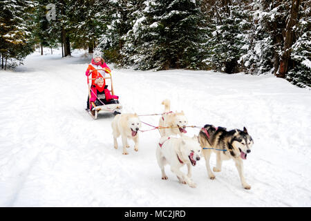 Husky Hunde ziehen Schlitten mit zwei jungen Mädchen im Winter Wald in Polen. Stockfoto