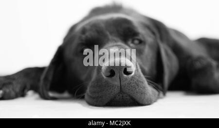 Sleepy schwarzen Labrador in Schwarzweiß Stockfoto