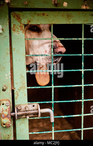 Ein wildschwein jagd Hund in einem Transportkäfig bereit für die Jagd in der Ardeche Region in Frankreich. Stockfoto