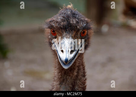 Porträt eines Strauß Emu. Bird's Kopf Nahaufnahme Stockfoto