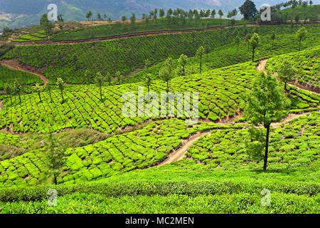 Teeplantage in Munnar, Indien Stockfoto