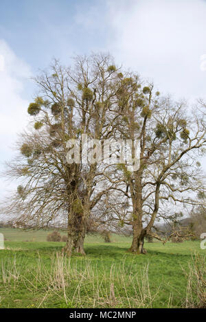 Die Mistel wächst auf Bäumen an Idsworth Hampshire England Großbritannien Stockfoto