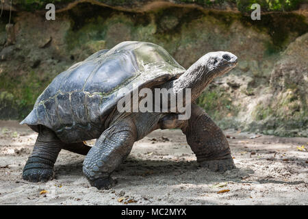 Die sehr große Schildkröte zu Fuß auf den Sand Stockfoto