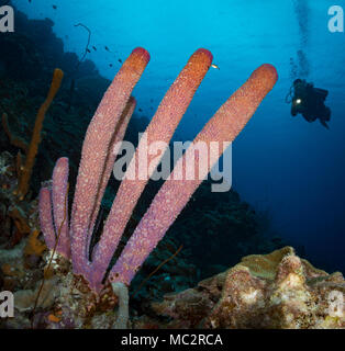 Diver Ansätze röhrenschwämme. Bari Reef, Bonaire, Niederländische Antillen Stockfoto