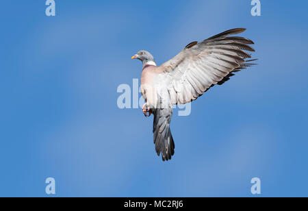 Gewöhnliche Waldtaube (Columba palumbus) im Flug, blauer Himmel mit Flügeln in Großbritannien. Taube fliegt im Frühling mit Kopierraum. Tauben UK. Waldtaube. Stockfoto