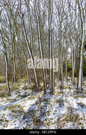 Schnee Trieb auf Baumstämme im Wald Stockfoto