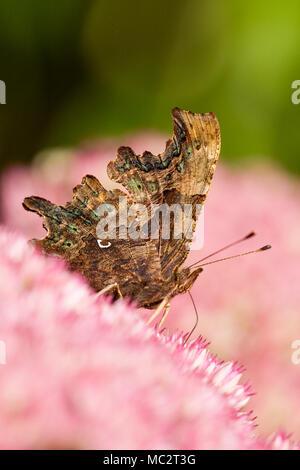 Komma Schmetterling Fütterung auf Sedum mit Komma Markierung auf der Unterseite der Flügel - Polygonum c-Album Stockfoto