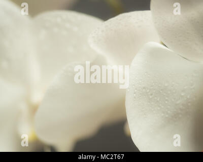 Hintergrund der Blütenblätter weiße Orchidee Blumen warm getönte Filter. Stockfoto