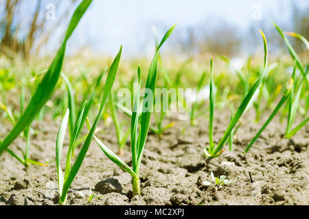 Knoblauch Pflanzen steigt auf einem Boden der frühe Frühling Foto. Nahaufnahme Stockfoto