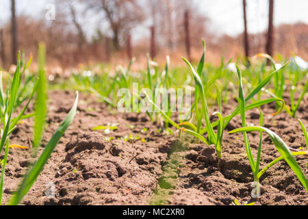 Knoblauch Pflanzen steigt auf einem Boden der frühe Frühling Foto. Nahaufnahme Stockfoto