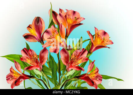 Blumenstrauß aus schönen orange gelb Alstroemeria Blumen auf Weiß mit blauen Hintergrund - zarte Detail von Frühling oder Sommer Blumen festlich oder romantische Stockfoto