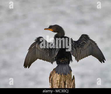 Ein Kormoran oder Schwarze Shag (Anser anser) sitzt auf einem Post-Trocknung seine Flügel, indem Sie die Erweiterung in das Sonnenlicht mit Wasser im Hintergrund Stockfoto