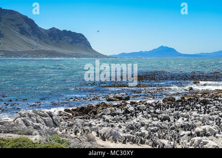 Afrikanische Pinguine (Spheniscus demersus) in Stony Point Nature Reserve, Südafrika Stockfoto