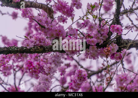 Bilder von Cherry Blossom Flowers mit einem Bokeh Wirkung zu Beginn des Frühjahrs 2018 getroffen Stockfoto