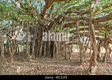 Sehr große Banyan Tree im Dschungel Stockfoto