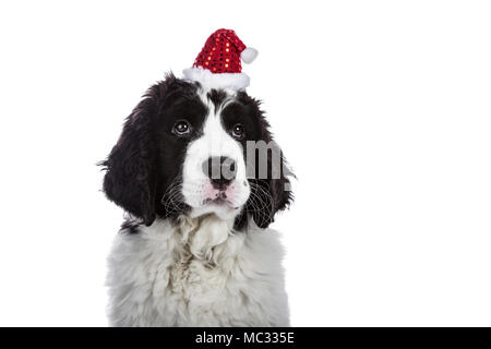 Adorable, Alert, Baby, große Pfoten, schwarz, brave, Rasse, Hunde, Canis Lupus Familiaris, Kontakt, locken, lockiges Fell, süße, dunkle Augen, Hund, flauschige, schwer, Stockfoto