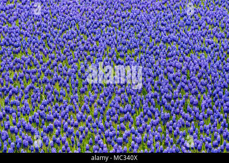 Ein lebhaftes Feld aus blauen Traubenhyazinthen in voller Blüte, die einen auffälligen Blumenteppich mit dicht gepackten Blüten und frischen grünen Stielen bilden, Stockfoto