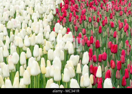 Schöne Reihen weißer und roter Tulpen in voller Blüte schaffen einen atemberaubenden Kontrast, perfekt für Frühlings- und Gartenmotive. Stockfoto