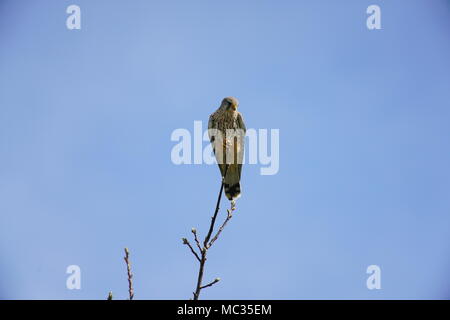 Nach Kestrel hocken auf Zweig, Schweiz Stockfoto