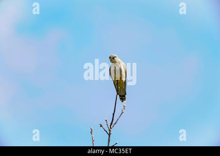 Nach Kestrel hocken auf Zweig, Schweiz Stockfoto