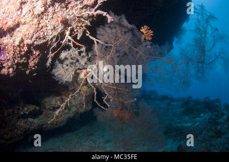 Schöne Unterwasser reefscapes Stockfoto